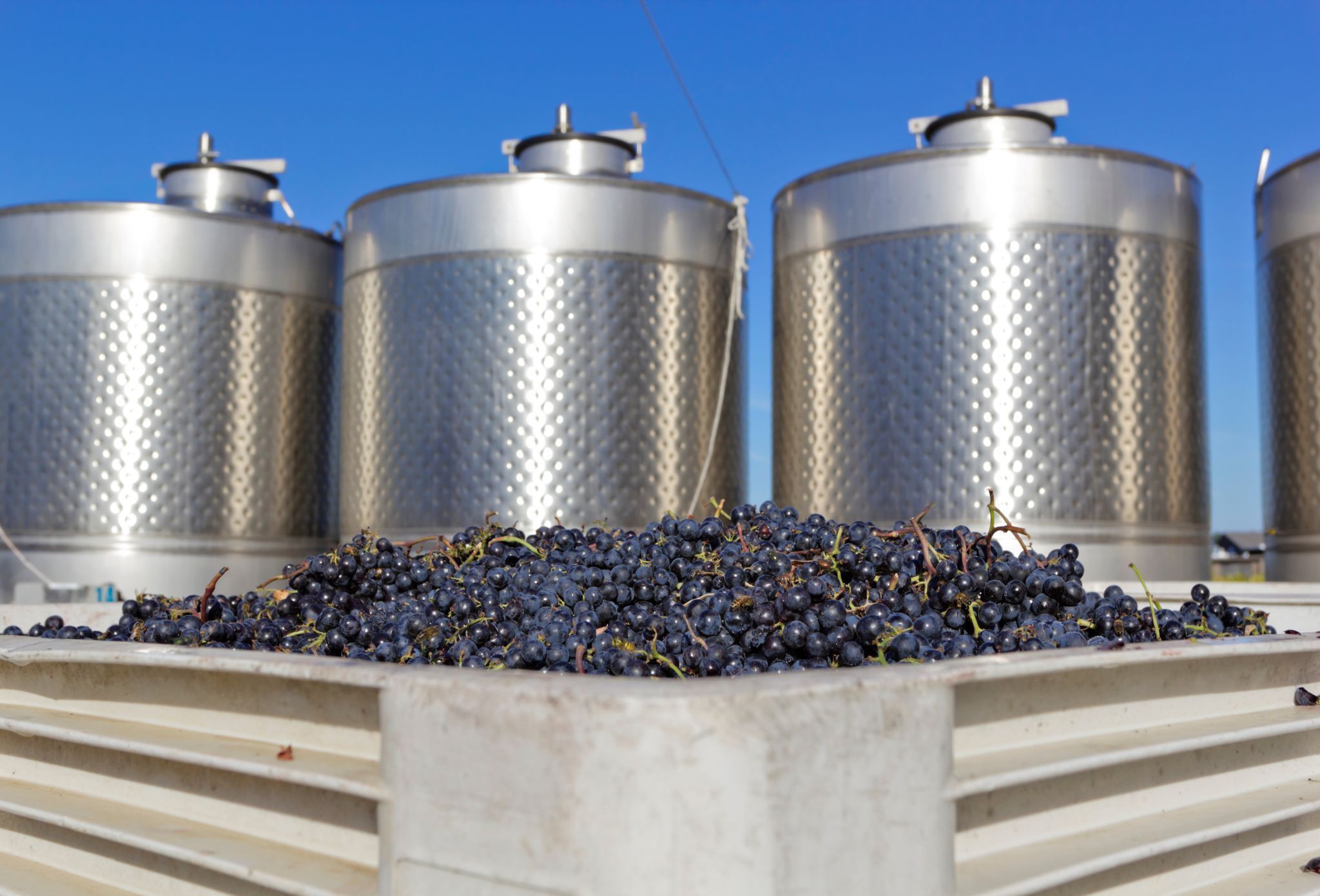 fermentación vino