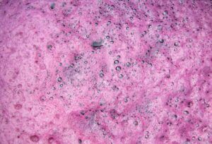 vin rouge fermentation malolactique