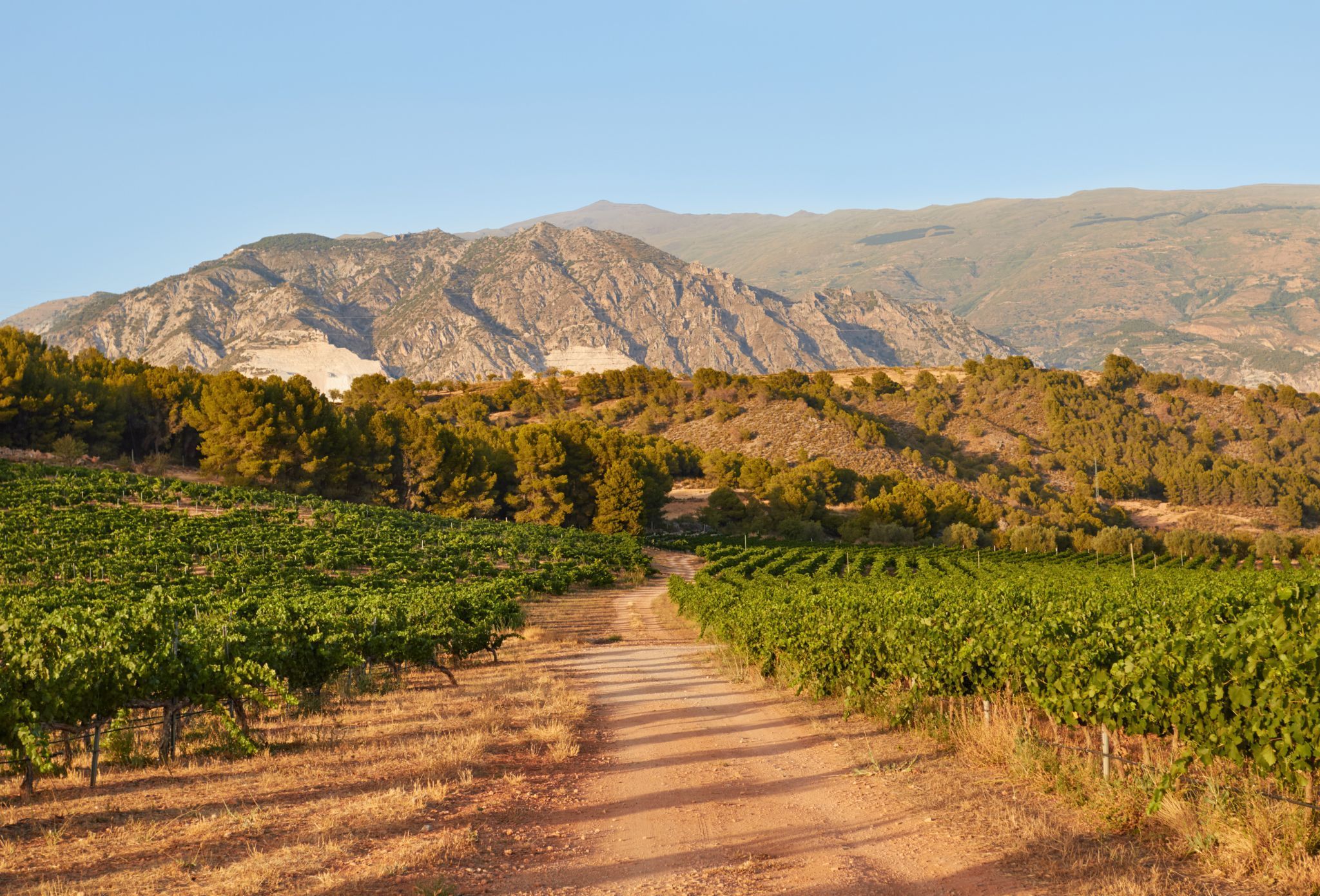 dop mejores vinos de españa