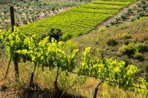 Vue panoramique des vignobles verts au printemps à Tarragone, Espagne
