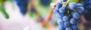 raisins pour vin sans sulfites