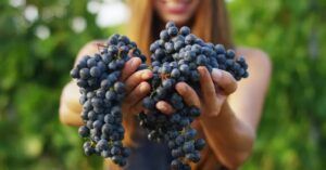 uvas para vino ecológico