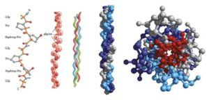 proteins polymers