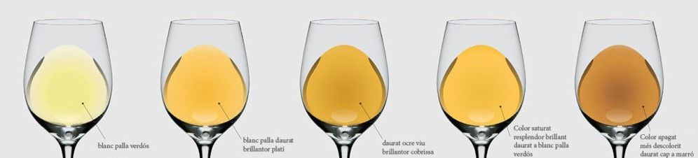 colores del vino blanco