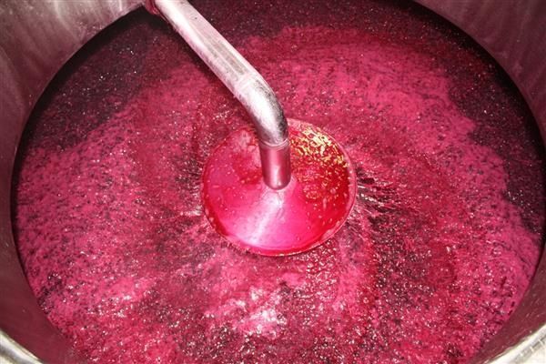 fermentation du vin