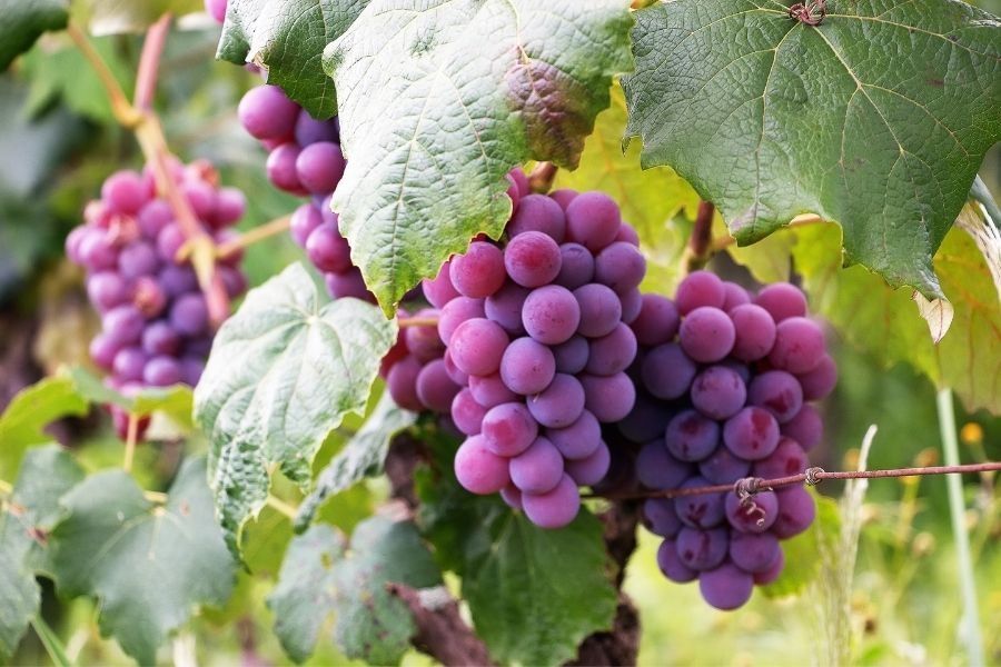 tipos de uva para vinos