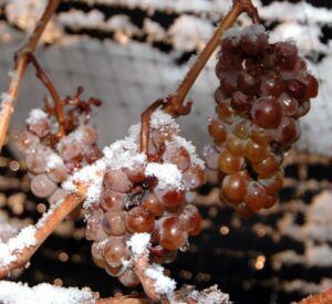 vino de hielo