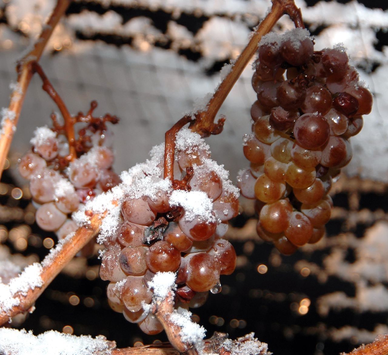 vino de hielo