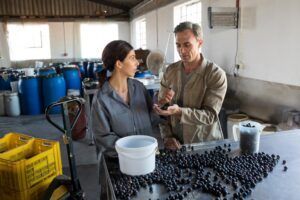 como se elabora el aceite de oliva