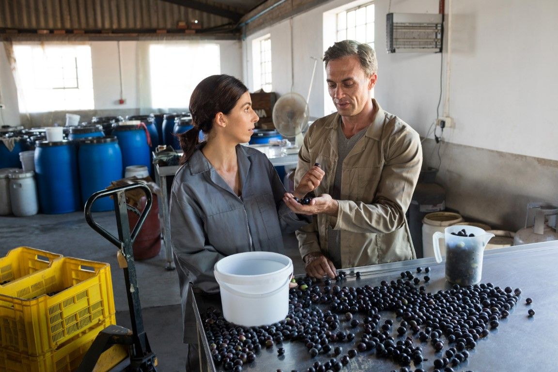 como se elabora el aceite de oliva