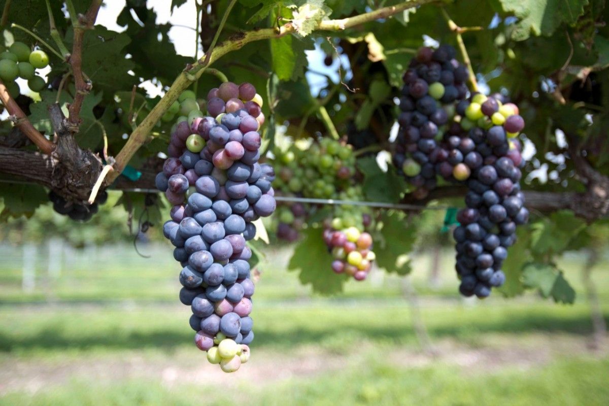uva climas fríos más antioxidantes vino