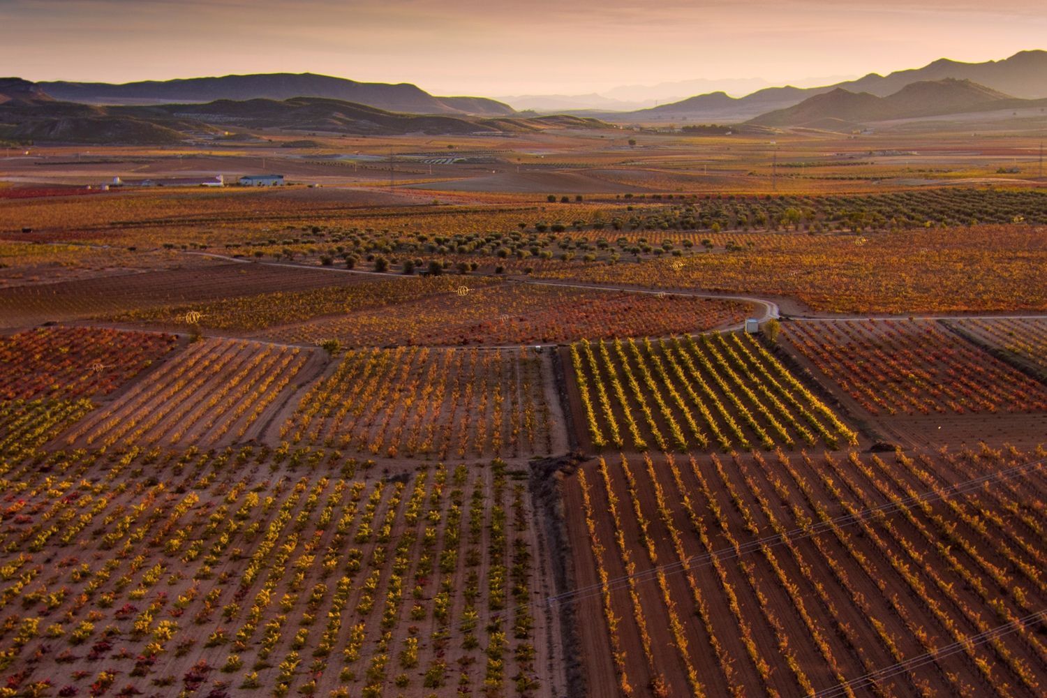 viñedos de jumilla