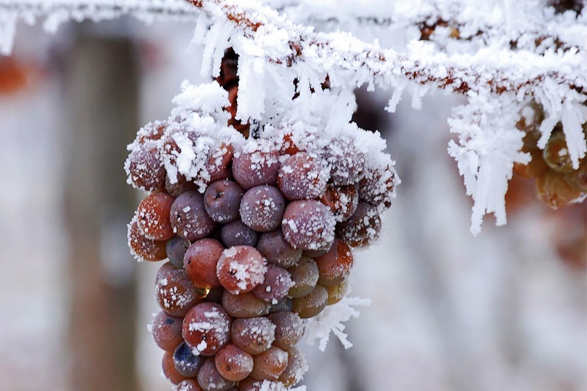 comment le vin de glace est élaboré