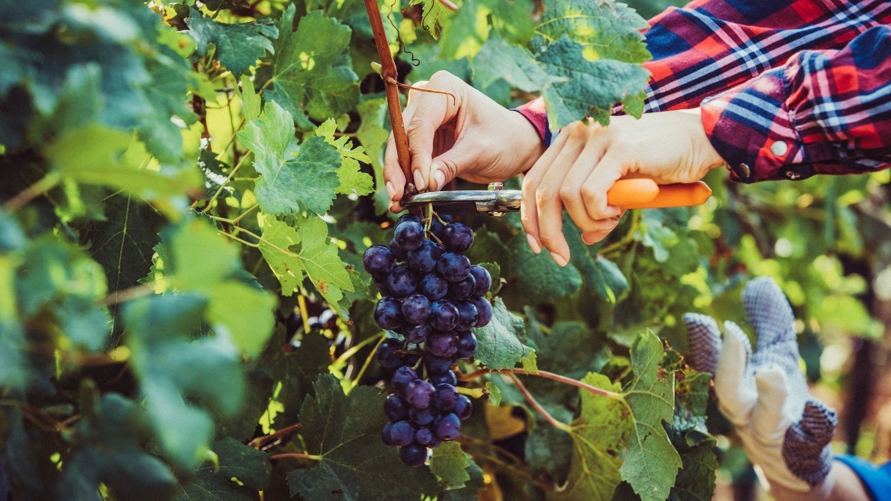 Cosecha de uva para hacer vino