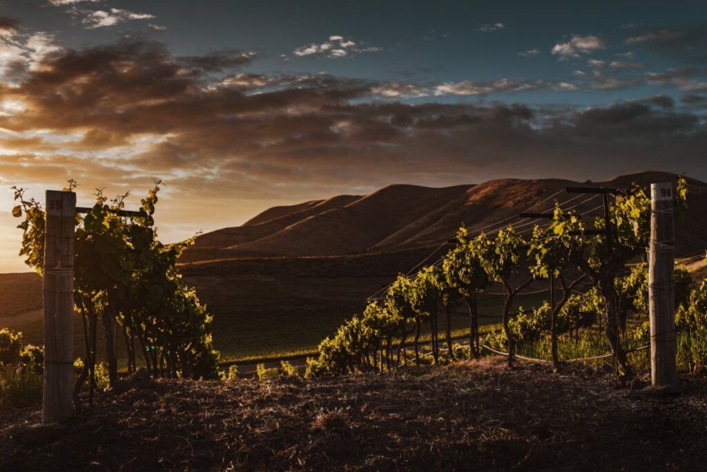 Dónde crece la uva Tempranillo viñedos