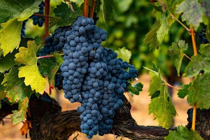 uva tempranillo
