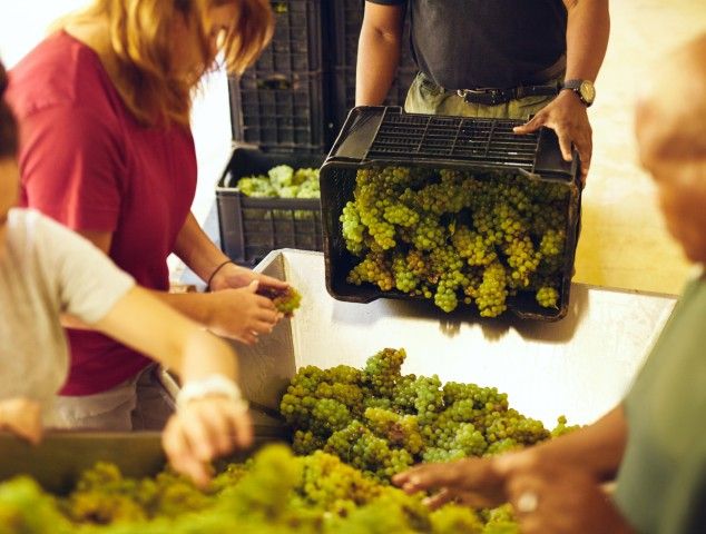 cepas de vino