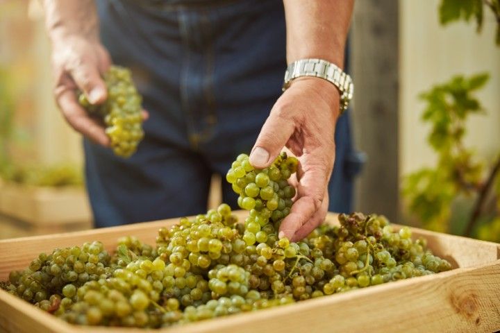 uva chardonnay sabor