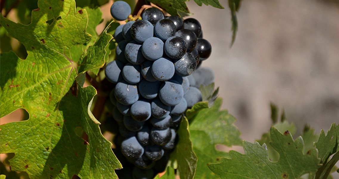 Cabernet Sauvignon