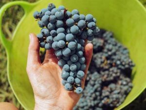 tipo de vino garnacha